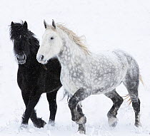 RF - Percheron horse, two walking through snow, one black, one dappled grey. Alberta, Canada. February. (This image may be licensed either as rights managed or royalty free.)