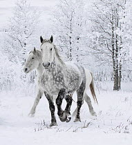 Percheron horses, two including one dappled grey walking through snow, frosty trees in background. Alberta, Canada. February.