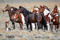 RF - Mustang herd standing in grassland, foal lying on ground. Red Desert Complex, Wyoming, USA. September. (This image may be licensed either as rights managed or royalty free.)