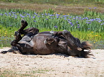 Sable Island horse, wild stallion rolling on back on beach, wildflowers in background. Sable Island National Park, Nova Scotia, Canada. July.