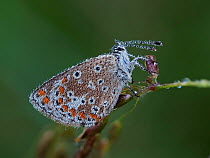 Brown argus butterfly (Aricia agestis) roosting at dawn covered in early morning dew, Hertfordshire, England, UK, July - Focus Stacked