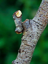 Buff-tip moth (Phalera bucephala) showing camouflage on Birch twig, Hertfordshire, England, UK, April - Focus Stacked