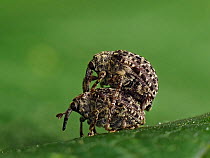 Figwort weevil (Cionus hortulanus) pre mating ritual where male is carried on back of female, Hertfordshire, England, UK, June - Focus Stacked - Captive
