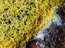 Dog vomit slime mould (Fuligo septica) close up of sporangia on old tree stump, Hertfordshire, England, UK, June - Focus Stacked