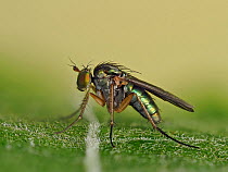 Long legged fly (Doliochopus Sp.) female at rest on leaf, Hertfordshire, England, UK, May - Focus Stacked