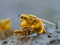 Yellow dung flies (Scathophaga stercoraria) mating pair on cow dung, Hertfordshire, England, UK, April - Focus Stacked