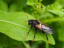 Elm zigzag sawfly (Aproceros leucopoda) fairly new species to the UK a pest on Elm trees where the larvae can defoliate whole trees, Hertfordshire, England, UK, May