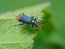 Green malachite beetle (Malachius bipustulatus) basking on a leaf, Hertfordshire, England, UK, April - Focus Stacked