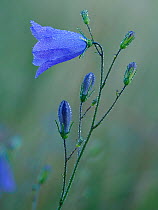 Harebell (Campanula rotundifolia) flower and buds covered in early morning dew, Hertfordshire, England, UK, July - Focus Stacked