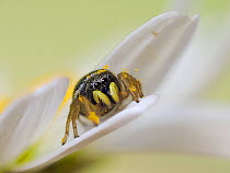 Jumping spider (Heliophanus flavipes) waiting on edge of Oxeye daisy petal, Hertfordshire, England, UK, June - Captive - Focus Stacked