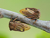 Horned treehopper (Centrotus cornutus) pair of females either side of Oak twig, Buckinghamshire, England, UK, June - Focus Stacked
