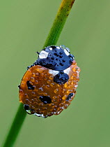 Seven spot ladybird (Coccinella septempunctata) on grass stem at dawn covered in dew, Hertfordshire, England, UK, July - Focus Stacked