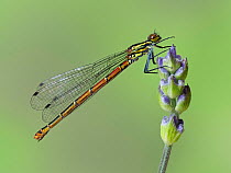 Large red damselfly (Pyrrhosoma nymphula) perched on the bud of a Lavender flower in garden, Hertfordshire, England, UK, April - Focus Stacked