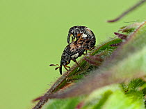 Loosetrife weevil (Nanophyes marmoratus) a mating pair of these very common but tiny weevils on the flowers of Purple Loosetrife, Hertfordshire, England, UK, June - Captive - Focus Stacked