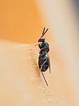 Parasitic wasp (Monodonomerus Sp.) these tiny wasps lay their eggs in the nests of various mason bees, this individual is waiting on the side of a garden bee hotel, Hertfordshire, England, UK, May - F...