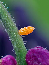 Orange tip butterfly egg (Anthocharis cardamines) on Honesty plant in garden, Hertfordshire, England, UK, April. - Focus Stacked