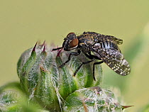 Speckled semaphor fly / Dancing Kiss fly (Platystoma seminationis) an unusual fly that more ofter jumps and runs than flies often associated with rotting vegatation, Hertfordshire, England, UK, May -...