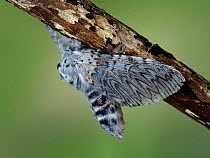Puss moth (Cerura vinula) female emiting pheromone to attract mate, Hertfordshire, England, UK, May - Captive - Focus Stacked
