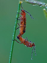 Common red soldier beetle (Rhagonycha fulva) mating pair on grass stem at dawn covered in dew, Hertfordshire, England, UK, July - Focus Stacked