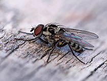 Fly (Anthomyia procellaris) male resting on fence, Hertfordshire, England, UK, May - Focus Stacked