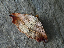 Beautiful hook-tip moth (Laspeyria flexula) at rest on slate patio slab, Hertfordshire, England, UK, May