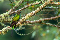Resplendent quetzal (Pharomachrus mocinno) female perched Los Quetzales National Park, Savegre river valley, Costa Rica