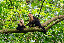 White-faced Capuchin (Cebus capucinus imitator) female with a young one in a tree Corcovado National Park, Osa peninsula, Costa Rica
