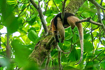 Northern tamandua (Tamandua mexicana) sleeping in a tree Corcovado National Park, Osa Peninsula, Puntarenas Province, Costa Rica