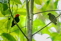 Red-capped Manakin (Pipra mentalis) couple in a tree Corcovado national park, Osa peninsula July