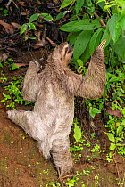 Brown-throated Three-toed Sloth (Bradypus variegatus) climbing a steep rocky wall Quepos, at the edge of Manuel Antonio National Park, Costa Rica