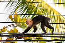 White-faced Capuchin (Cebus capucinus imitator) with one arm leg missing walking on electrical wires in Quepos at the edge of Manuel Antonio National Park, Quepos, Costa Rica
