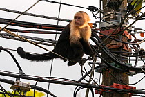 White-faced Capuchin (Cebus capucinus imitator) with one arm leg missing walking on electrical wires in Quepos at the edge of Manuel Antonio National Park, Quepos, Costa Rica