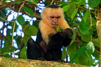 White-faced Capuchin (Cebus capucinus imitator) killing and eating a young Green Iguana (Iguana iguana) Manuel Antonio National Park, Quepos, Costa Rica