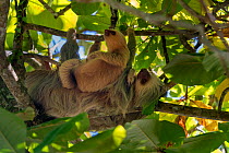 Hoffmann&#39;s Two-toed Sloth (Choloepus hoffmanni) mother and baby Manuel Antonio National Park, Quepos, Costa Rica