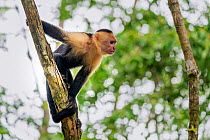 White-faced Capuchin (Cebus capucinus imitator) Manuel Antonio National Park, Quepos, Costa Rica