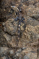 Black Spiny-tailed Iguana (Ctenosaura similis) on a rock Manuel Antonio National Park, Costa Rica