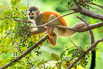 Black-crowned Central American squirrel monkey (Saimiri oerstedii) in a tree Manuel Antonio National Park, Quepos, Costa Rica
