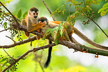 Black-crowned Central American squirrel monkey (Saimiri oerstedii) pair playing with each other, one with hand over eyes of other, Manuel Antonio National Park, Quepos, Costa Rica