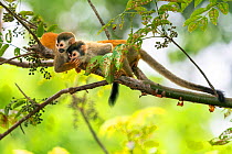 Black-crowned Central American squirrel monkey (Saimiri oerstedii) pair playing with each other, on with hand over mouth of other, Manuel Antonio National Park, Quepos, Costa Rica