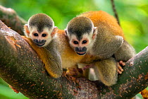 Black-crowned Central American squirrel monkey (Saimiri oerstedii) pair playing with each other. Close-up Manuel Antonio National Park, Quepos, Costa Rica