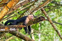 White-faced Capuchin (Cebus capucinus imitator) Manuel Antonio National Park, Quepos, Costa Rica