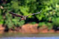 Bare-throated tiger-heron (Tigrisoma mexicanum) in flight Rio Tarcoles river, Tarcoles, Costa Rica