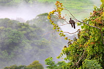 Crested guan (Penelope purpurascens) with young in a tree Carara National Park, Tarcoles, Costa Rica