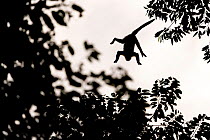 Mantled howler monkey (Alouatta palliata) silhouet jumping from tree to tree La Selva biological research station, Heredia, Costa Rica La Selva Biological research station, Heredia, Costa Rica.. July
