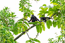 Mantled howler monkey (Alouatta palliata) female and young in tree, La Selva Biological research station, Heredia, Costa Rica