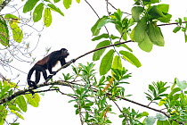 Mantled howler monkey (Alouatta palliata) in tree, La Selva Biological research station, Heredia, Costa Rica