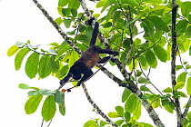 Mantled howler monkey (Alouatta palliata) foraging for fruit in tree, La Selva Biological research station, Heredia, Costa Rica