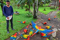 Scarlet macaw (Ara macao) and hybrid macaws with Great Green Macaw (Ara ambigua) at a breeding centre being fed. These macaws are already released and fly free in the surrounding forest but once a day...