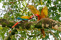 Wild Buffon&#39;s macaw x Scarlet macaw (Ara ambiguus x Ara macao), courtship, Heredia, Costa Rica