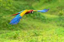 Wild Buffon&#39;s macaw x Scarlet macaw (Ara ambiguus x Ara macao) hybrid Heredia, Costa Rica